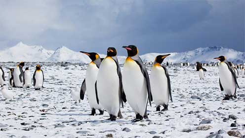 Supporting graphic - picture of penguins