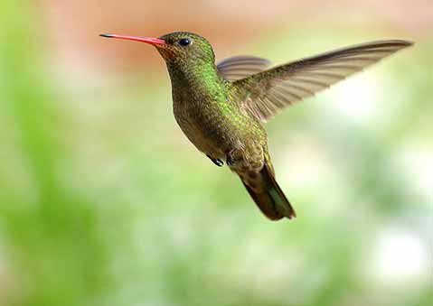 Supporting photo -  a humming bird