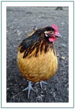 Picture of a chicken