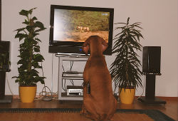 Dog Watching TV