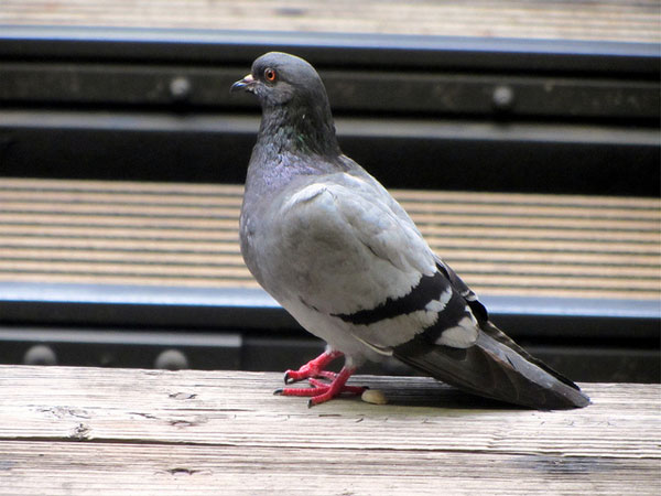 Google-Pigeon