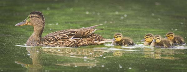 Supporting image - ducks