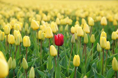 Tulips