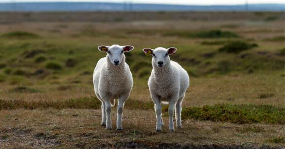 Two sheep