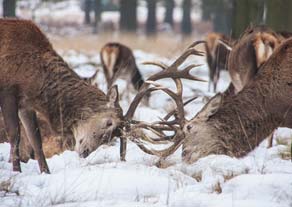 Two stags fighting