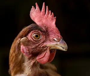 A chicken